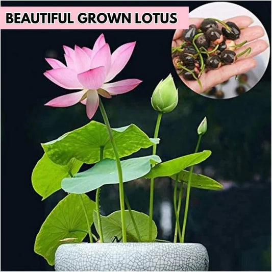 Divine Lotus Flower Seeds – Indoor Water Garden Set (100seeds)