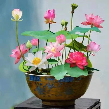 Divine Lotus Flower Seeds – Indoor Water Garden Set (100seeds)