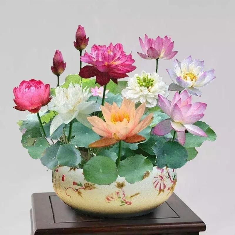 Divine Lotus Flower Seeds – Indoor Water Garden Set (100seeds)