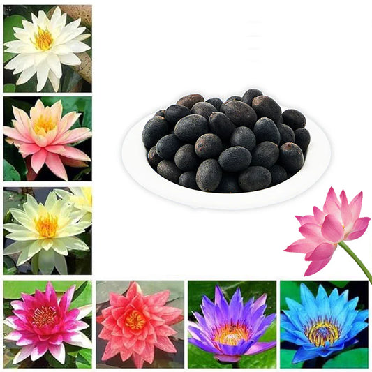 Divine Lotus Flower Seeds – Indoor Water Garden Set (100seeds)