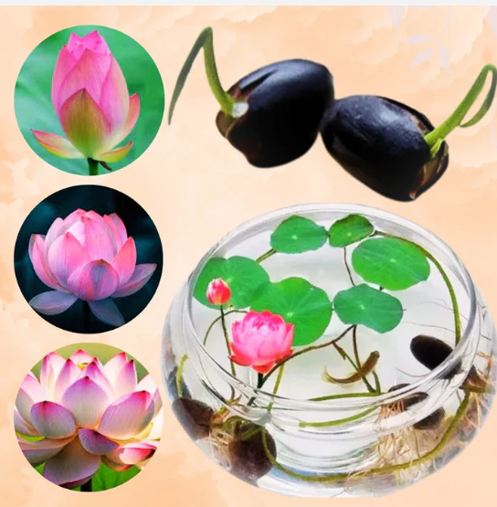 Divine Lotus Flower Seeds – Indoor Water Garden Set (100seeds)