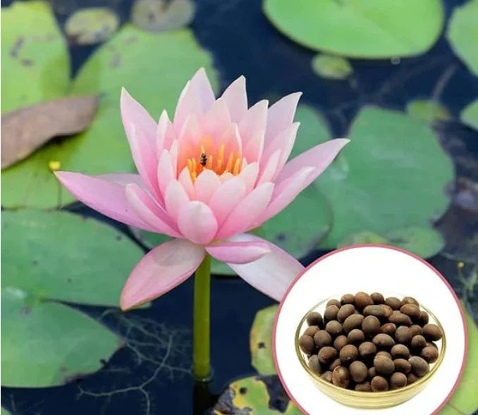 Divine Lotus Flower Seeds – Indoor Water Garden Set (100seeds)