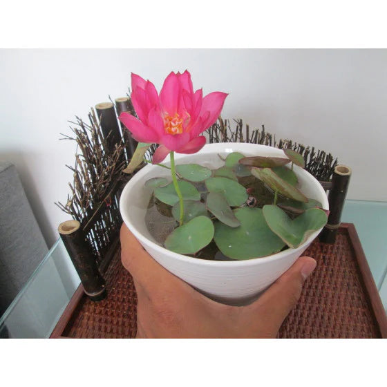 Divine Lotus Flower Seeds – Indoor Water Garden Set (100seeds)